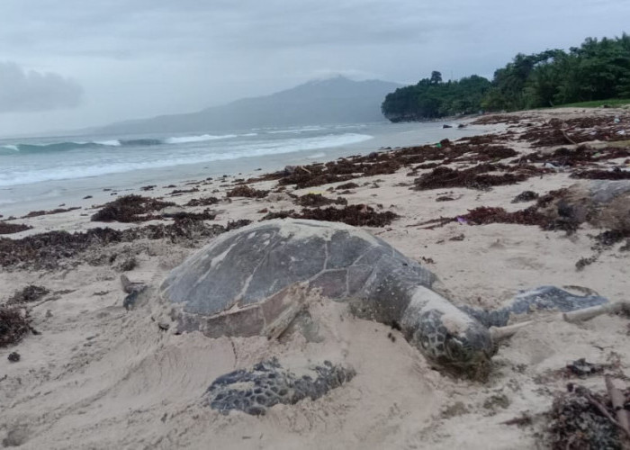 Seekor Penyu Ukuran Besar Ditemukan Mati di Pantai Labuhan Jukung, Begini Kondisinya