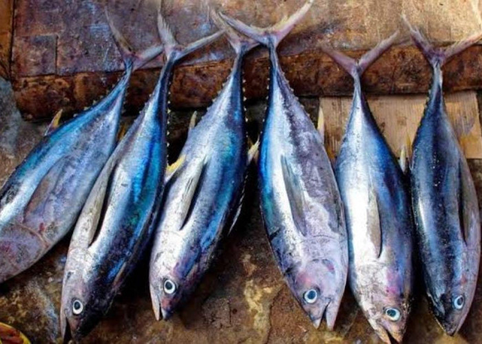 Mengandung Vitamin B dan Kaya Omega-3, Ikan Tongkol Sangat Baik untuk Tubuh
