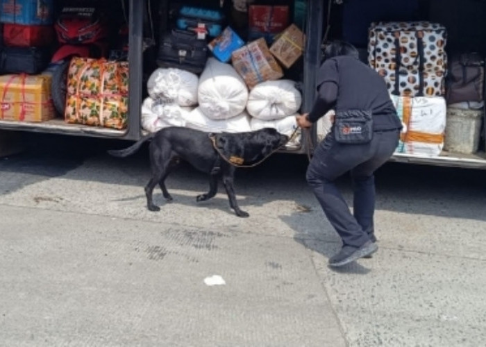 Bea Cukai dan Aparat Gabungan Gagalkan Penyelundupan 36 Kilogram Sabu di Pelabuhan Bakauheni