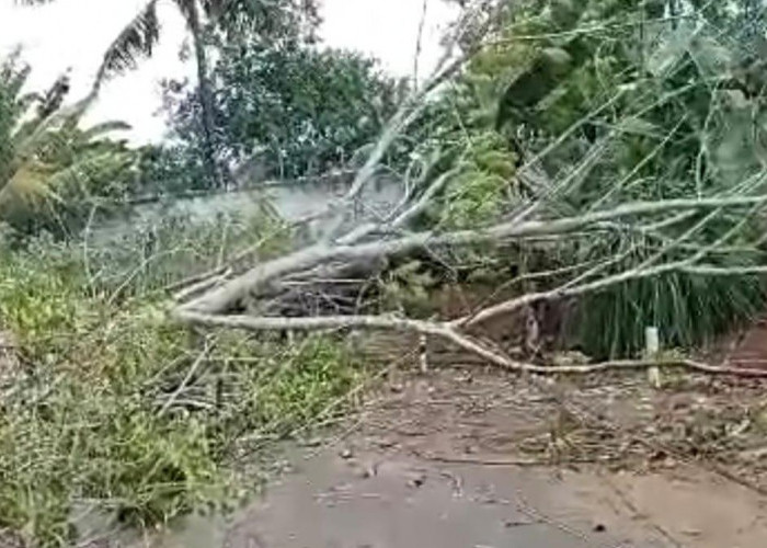 Pohon Tumbang di Lampung Utara Menimpa Kabel Listrik dan Sepeda Motor