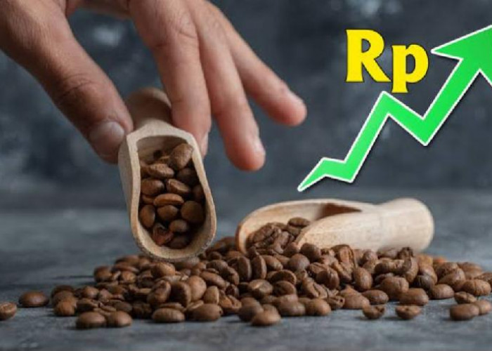 Kabar Baik, Harga Kopi Robusta Berangsur Naik