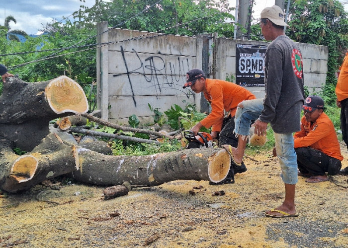 BPBD Kota Bandar Lampung Evakuasi Pohon Tumbang yang Tutup Akses Jalan