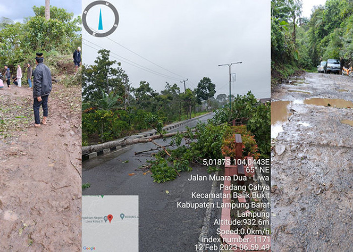 Diguyur Hujan, Dua titik Akses Jalan Tertimpa Pohon Tumbang