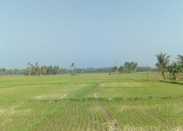 Kemarau Mengancam, 3.659 Hektare Sawah di Pesbar Masih Bergantung Hujan