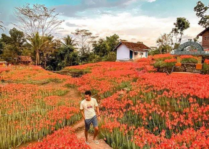 Amarilis Mekar, Daya Tarik Wisata Akhir Tahun di Yogyakarta