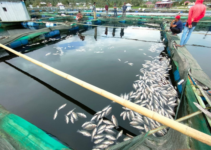 Fenomena Alam Sebabkan Ikan Mati Massal, Dinas Perikanan Lambar akan Uji Kandungan Air