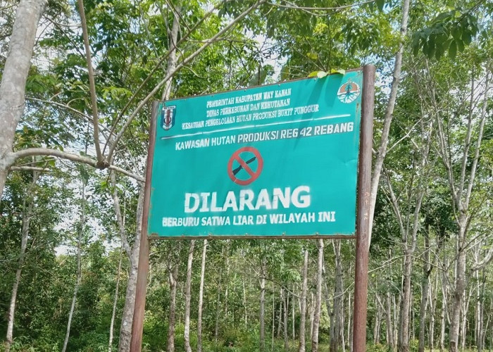 Soal Pengrusakan Hutan Register 42 Blambangan Umpu, Dishut Sebut Pengelolaan Tanggung Jawab PT Inhutani V