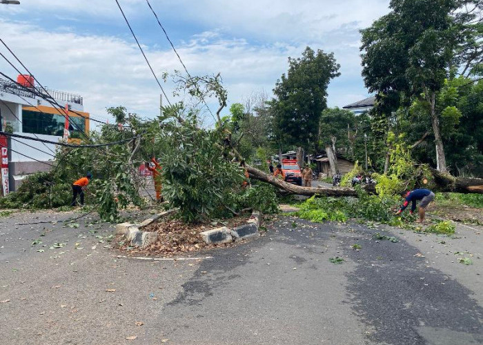 Pohon Tumbang Sebabkan Satu Korban dan Tiang Listrik Patah, PLN Lampung Gerak Cepat Normalkan Pasokan Listrik