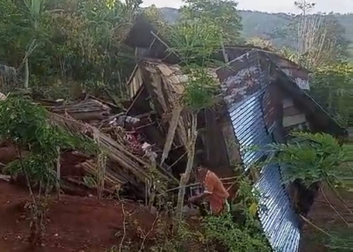 Tim Gabungan Sukses Giring Kawanan Gajah Kembali ke Hutan, Belasan Rumah Rusak