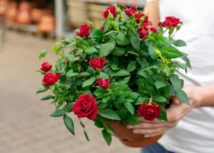 Cara Tanam Bunga Mawar di Pot agar Subur dan Indah