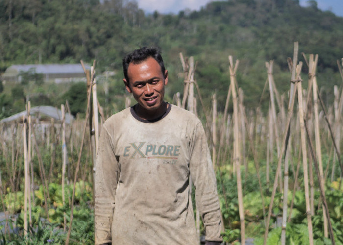 Dari Ladang Sayur ke Digitalisasi, Cerita Desa BRILian Sumowono