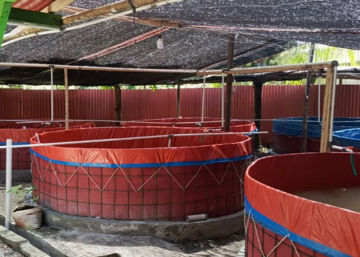 Pemkab Pesisir Barat Dorong Budidaya Ikan Air Tawar, Target Produksi 260 Ton