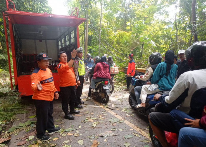 Sempat Ganggu Lalu Lintas, Pohon Tumbang di Jalur Liwa-Krui Selesai Dibersihkan 