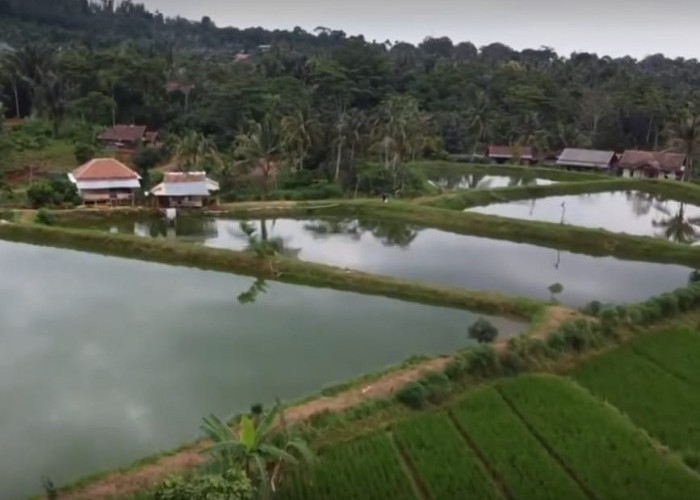Strategi Peningkatan Budidaya Ikan Air Tawar Melalui Penetapan Kawasan Budidaya di Kabupaten Lampung Utara