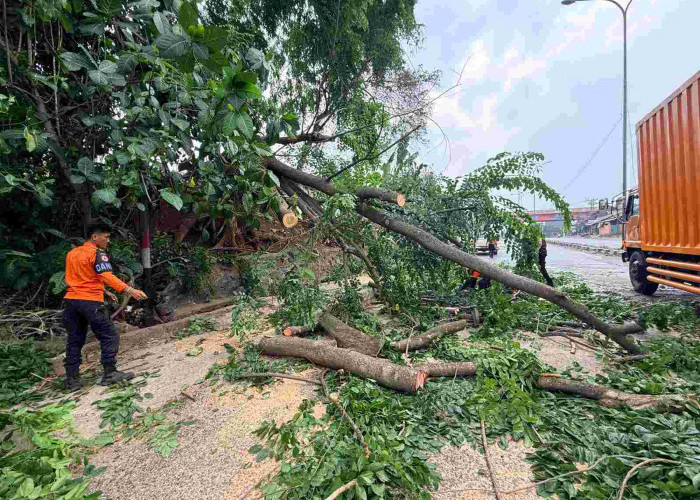 Pohon Tumbang Timpa Kendaraan dan Tutup Jalan Soekarno Hatta Bandar Lampung