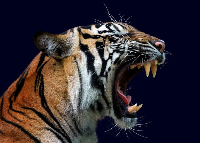 Harimau Kembali Menerkam Warga, Korban Tewas Mengenaskan