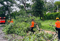 BPBD Bandar Lampung Laporkan Ratusan Pohon Tumbang Sepanjang 2025, Kewaspadaan Ditingkatkan di Awal 2026
