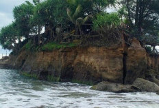 Pantai Sungai Suci Bengkulu, Surga Tersembunyi dengan Jembatan Gantung Memikat