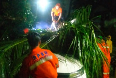 Cuaca Ekstrem Terjang Bandar Lampung, Pohon Tumbang dan Tembok Sekolah Ambruk