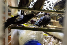 Ratusan Burung Diduga Satwa Liar Diselundupkan, Diamankan di Bakauheni