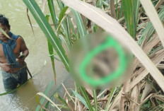 Geger! Warga Pekon Tanjung Sari Temukan Mayat Perempuan Hanyut di Kali Pasir