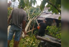 Hujan Deras dan Angin Kencang Terjang Sekincau, 11 Rumah Rusak di Giham Sukamaju