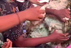 Tradisi Lopis Raksasa di Pekalongan, Simbol Kebersamaan dalam Syawalan