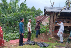 Beruang Madu Mangsa Kambing Warga, Mitigasi Konflik Satwa Dilakukan di Bangkunat