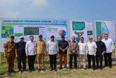 Lampung Disiapkan Jadi Pusat Bioetanol Nasional, Pabrik Berbasis Sorgum Segera Dibangun