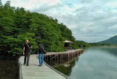Hutan Mangrove Petengoran, Oase Hijau di Pesisir Pesawaran
