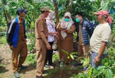 Geger! Bayi Tak Bernyawa Ditemukan dalam Karung di Kebun Kopi Rigis Jaya