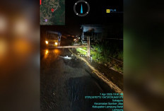 Tiang Listrik PLN Roboh di Sumber Jaya, Lampung Barat: Pemadaman Total Sempat Terjadi