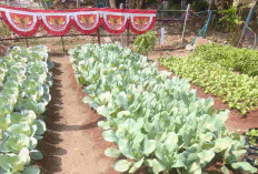 Urban Farming Bandar Lampung Meluas, 80 KWT Manfaatkan Pekarangan untuk Pangan dan Penghasilan