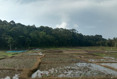 DKPPP Pesbar Dorong Percepatan Tanam, Petani Diminta Optimalkan Lahan Usai Panen