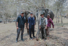 Menhut Raja dan Gubernur Mirza Tinjau Mitigasi Konflik Gajah di Way Kambas