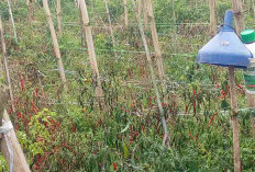 Harga Cabai dan Tomat Anjlok, Petani Giham Sukamaju Terancam Rugi Besar