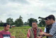 Bulog Lampung Targetkan 430 Ribu Ton GKP, Serapan Terus Digenjot