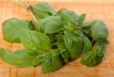 Rahasia Khasiat Daun Kemangi, Tanaman Sederhana dengan Manfaat Besar untuk Kesehatan