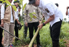 Libatkan 863 PPPK Paruh Waktu, Gubernur Lampung Pimpin Penanaman Pohon Serentak