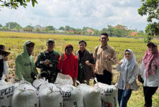 BULOG Lampung Serap 369 Ribu Ton Gabah, Stok Beras Aman Hingga 200 Ribu Ton