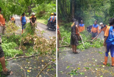 Pohon Tumbang Tutup Dua Ruas Jalinbar, Arus Lalu Lintas Sempat Terganggu