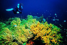 Sauwandarek Raja Ampat: Surga Bawah Laut yang Mendunia dan Wajib Dikunjungi