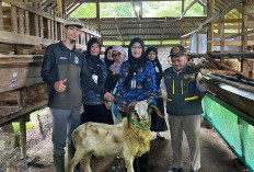 Pemprov Lampung Kerahkan 1.229 Petugas Awasi Hewan Kurban Jelang Iduladha