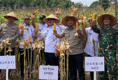 Bupati Lampung Utara Hadiri Panen Raya Jagung BUMDes Gilih Mandiri di Abung Selatan