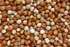 Kacang Gude, Pangan Lokal Bergizi Tinggi yang Kaya Manfaat dan Aman Dikonsumsi Jika Diolah Tepat