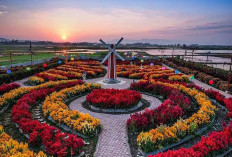 Taman Axelia, Pesona Taman Bunga Rawa Pening Bernuansa Negeri Kincir Angin