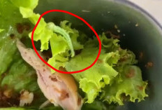 Ulat Hidup Ditemukan di Menu MBG SMA Negeri 2 Liwa, Pengawasan Dipertanyakan