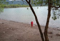 Irigasi Rawa Kalong Hidupkan Sawah di Sekitar Danau Asam, Petani Kembali Produktif
