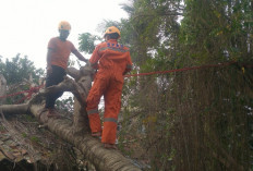Pohon Kedondong Hutan Tumbang Timpa Atap Rumah Warga di Teluk Betung Selatan