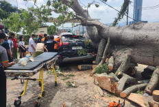 Pohon Raksasa Tumbang di Kawasan Hotel Bukit Randu Timpa Dua Mobil, Pengemudi Terjepit